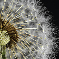 Taraxacum 3 Декор 10х10