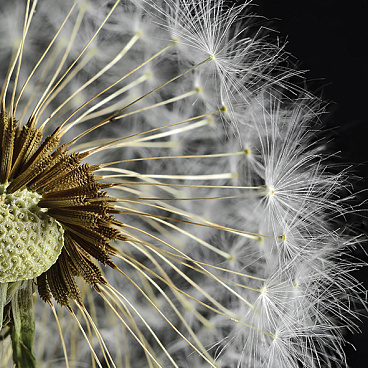 Taraxacum 3 Декор 10х10